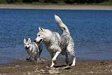 SIBERIAN HUSKY 598